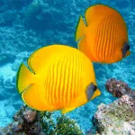 Plongée à Nosy Be : Vivre la magie sous-marine de Madagascar