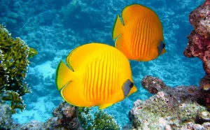 Plongée à Nosy Be : Vivre la magie sous-marine de Madagascar