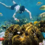 Plongée sous-marine à Nosy Tanikely organisée par la Villa Jongoa à Nosy-Be