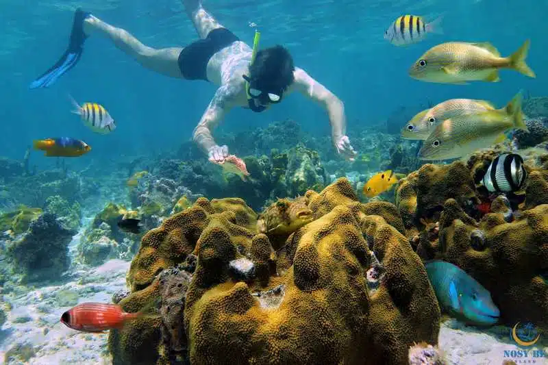 Plongée sous-marine à Nosy Tanikely organisée par la Villa Jongoa à Nosy-Be
