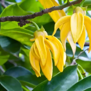 Visite distillerie ylang-ylang depuis Villa Jongoa à Nosy-Be